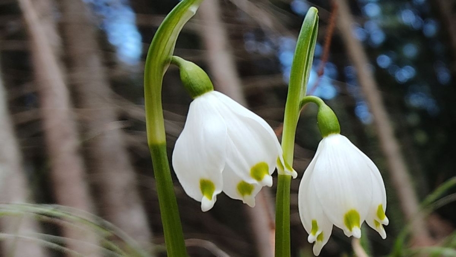 campanellino