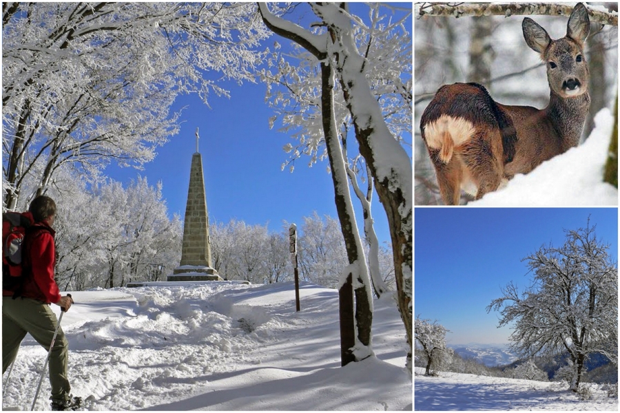 collage-fuso-neve-2018